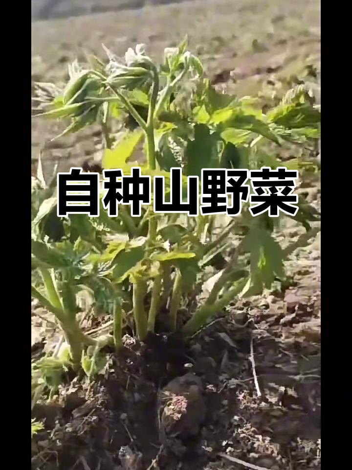 苦老芽生麻人工种植，简单省事又美味