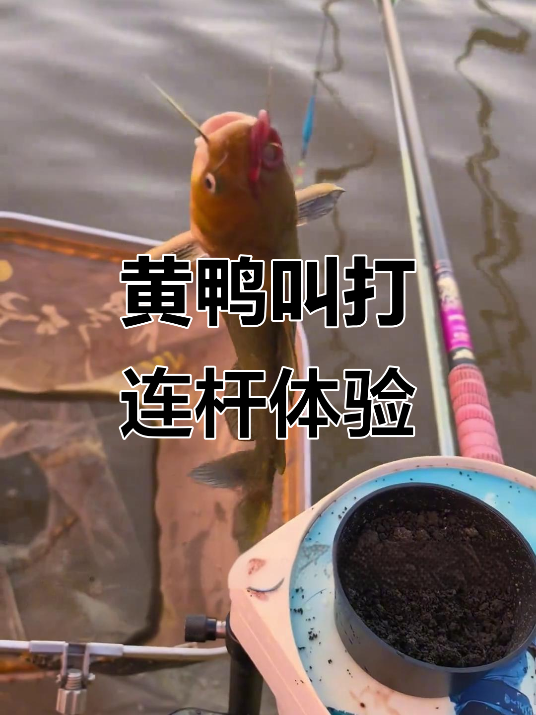 7月26日夜钓黄鸭叫,连竿不断,凌晨两点收工满载而归