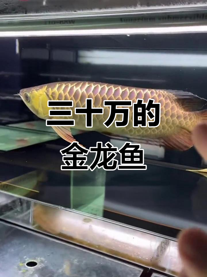 古典金龙鱼:三十万才能拥有的鲨鱼嘴造型,层次感十足