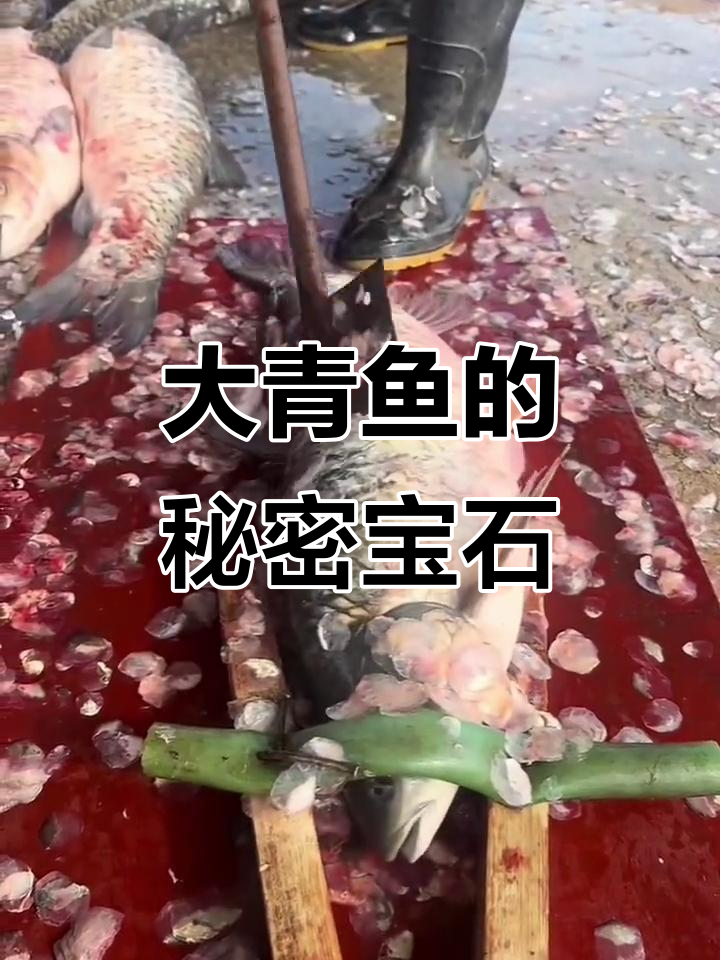 男子捕大青鱼只为这块“活玉”,竟有镇静作用!