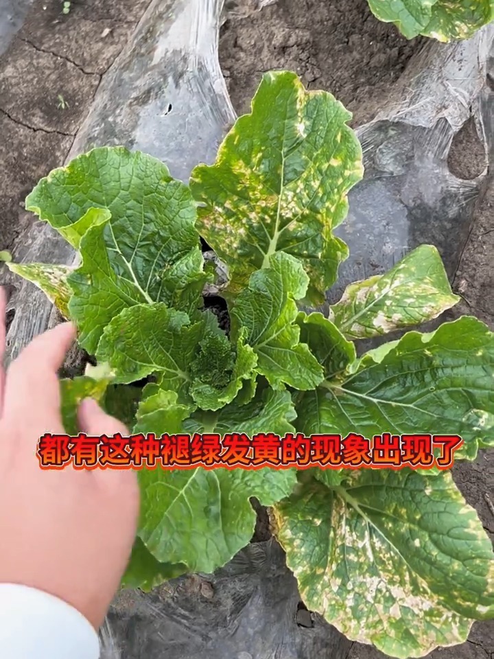 大白菜出现了霜霉病怎么办喷小苏打