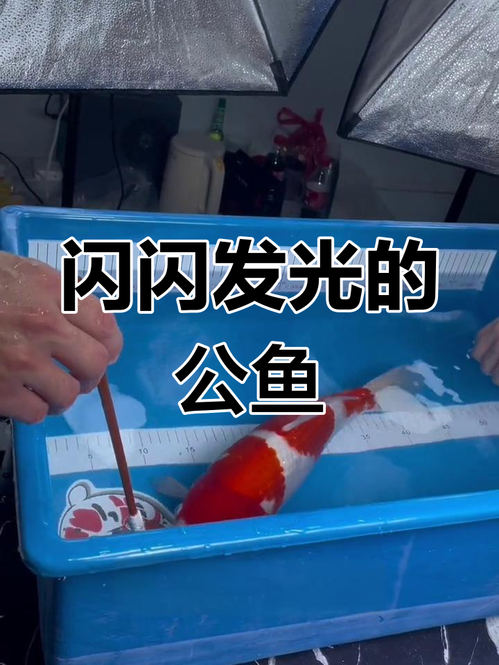 公鱼也能如此美丽,闪麟锦鲤带来好运!