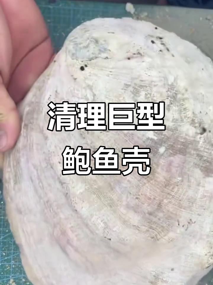 清洗巨大鲍鱼壳,体验贝壳标本制作