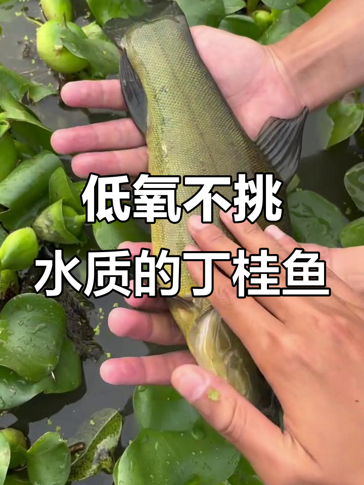 丁桂鱼:低氧环境下也能生存,杂食性强生长快