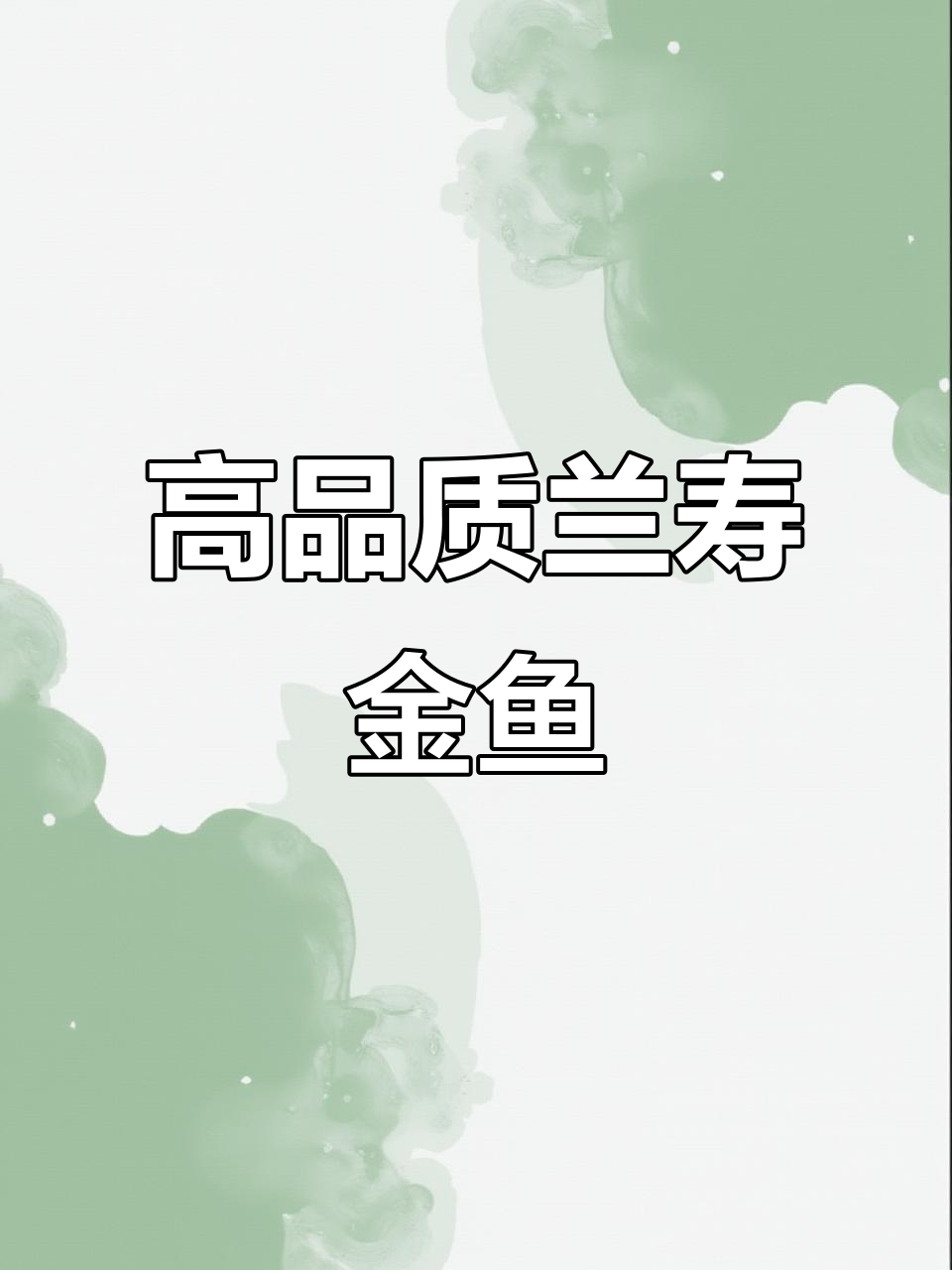 潘氏渔场高品质兰寿金鱼,背顺尾小,完美出售