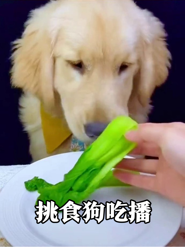 金毛戴领结优雅吃播,见到青菜秒变表情包