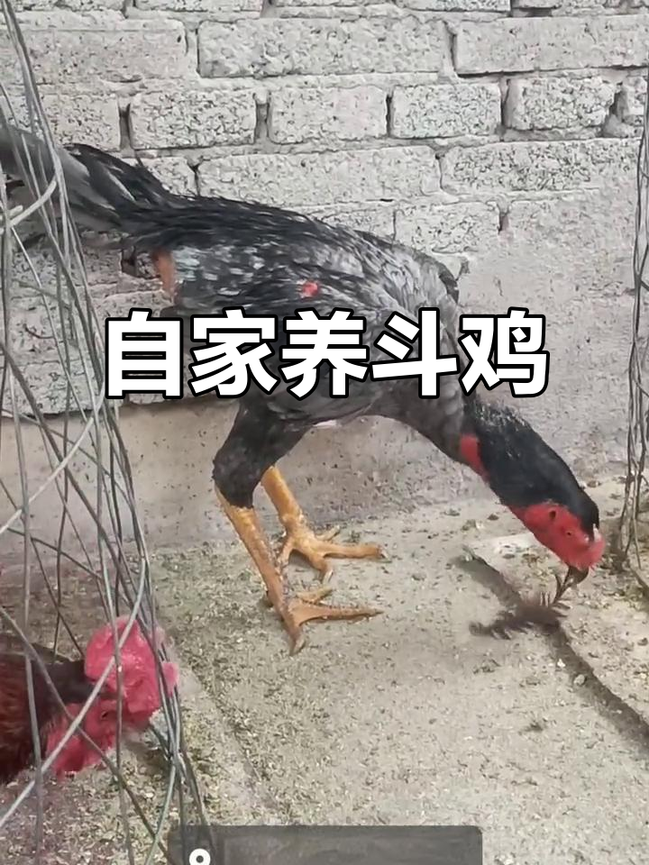 自家养殖斗鸡,平头灰鬼子嫩鸡成长记