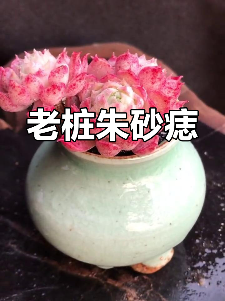 朱砂痣老桩多肉展示