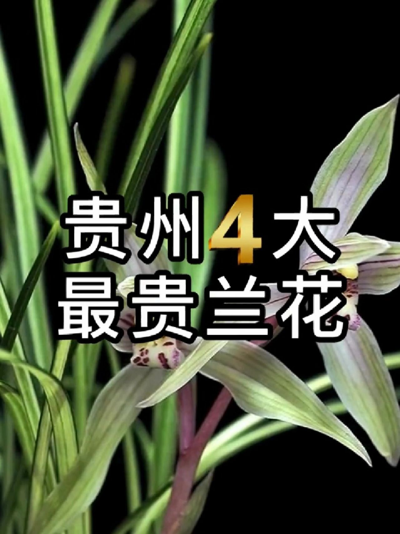 贵州最贵4大兰花