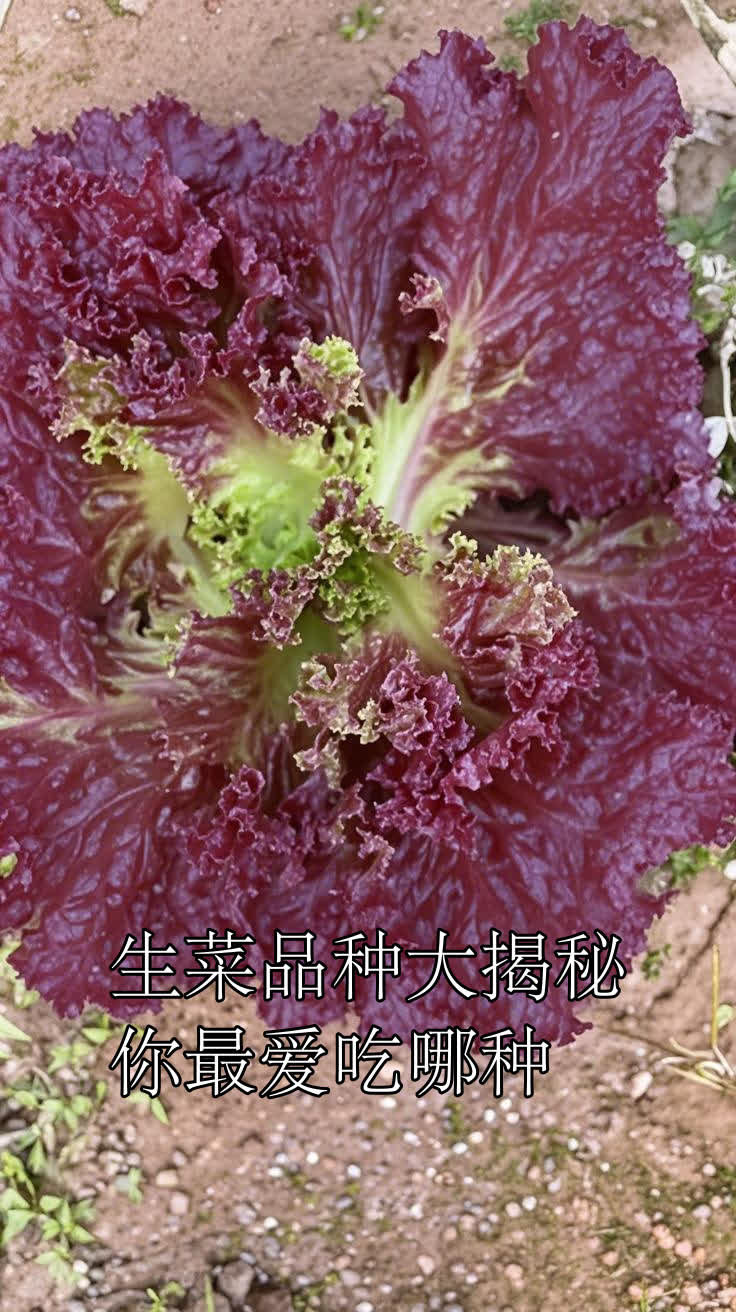 生菜品种大揭秘，你最爱吃哪种