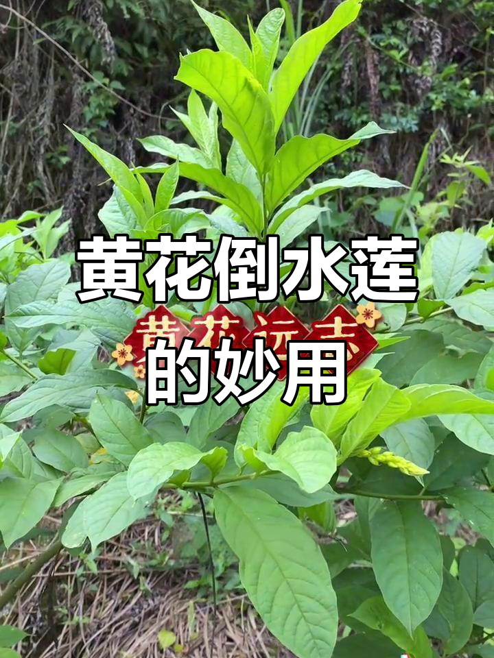 黄花倒水莲:泡茶、煲汤,功效多多