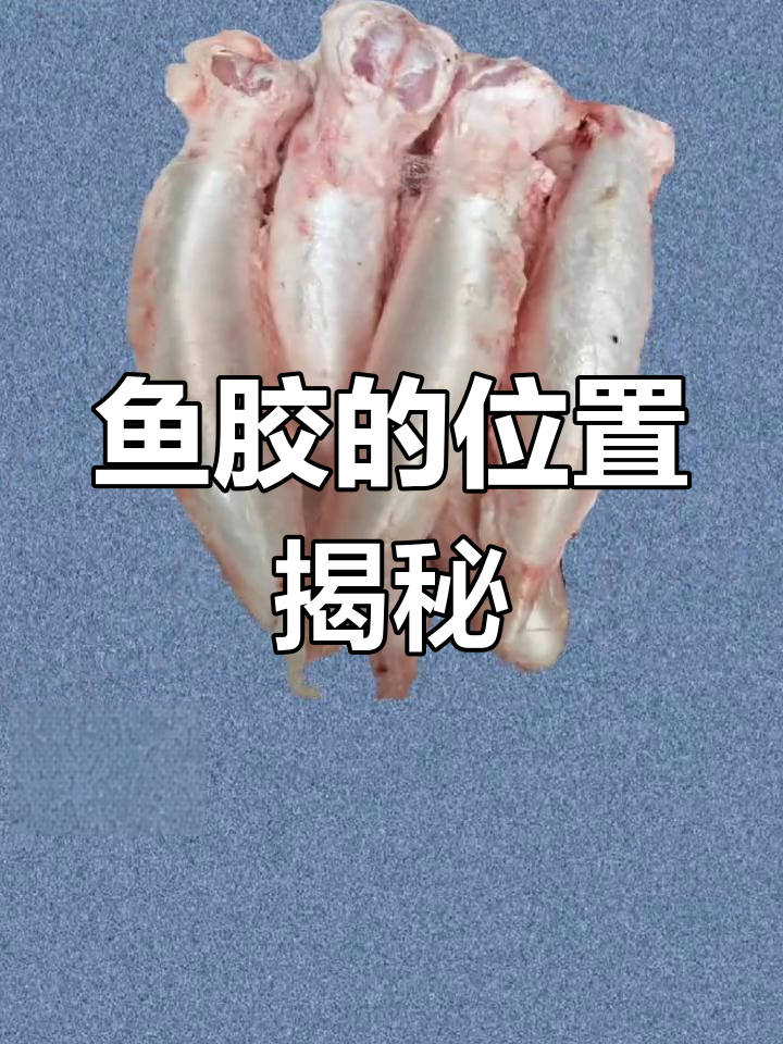鱼胶到底是什么?它长在鱼的哪个部位?