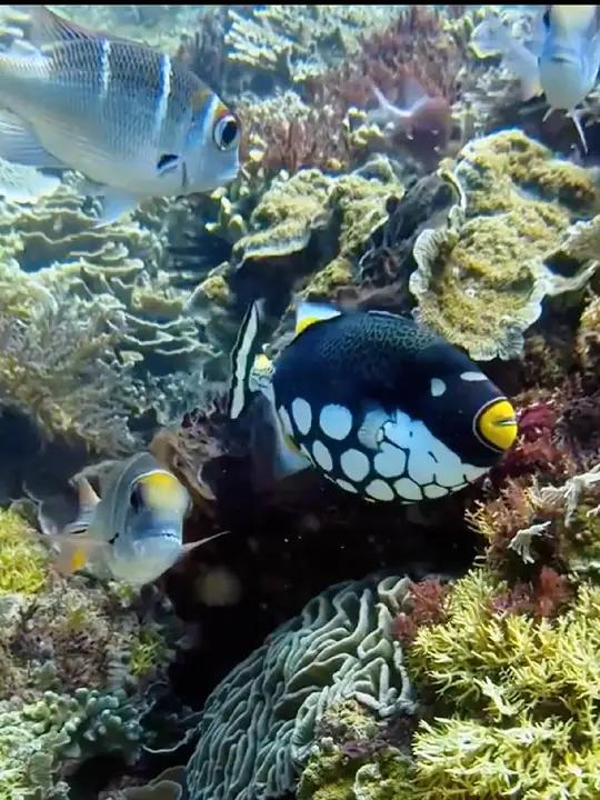 带你近距离看看海底鱼类 一起看看海底世界 奇妙的海洋生物 海底真实视频