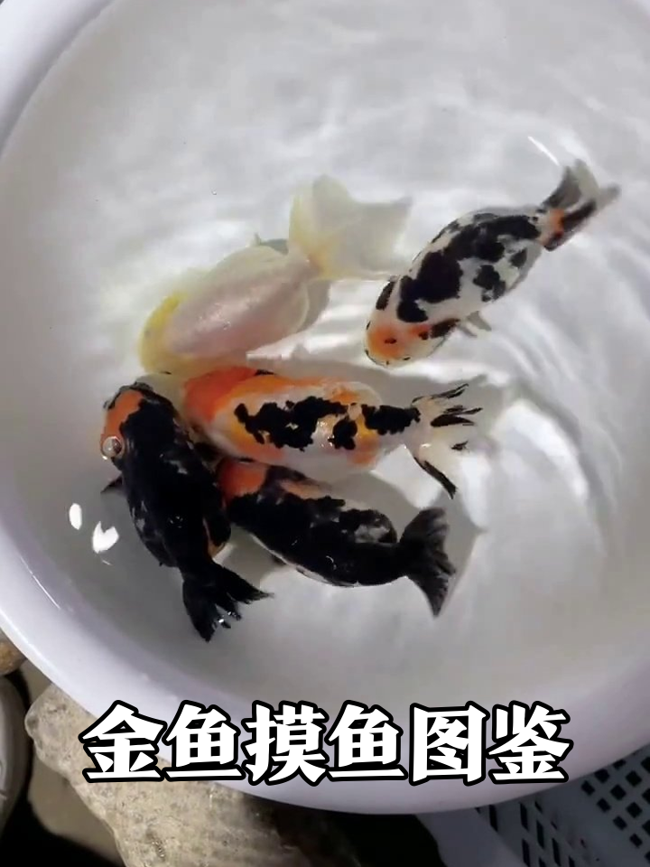 五彩金鱼盆中开派对，小尾巴甩得比摸鱼还欢