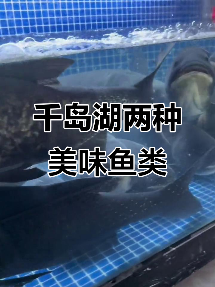 千岛湖黄金鲫鱼与有机胖头鱼的完美对比,你更喜欢哪款?