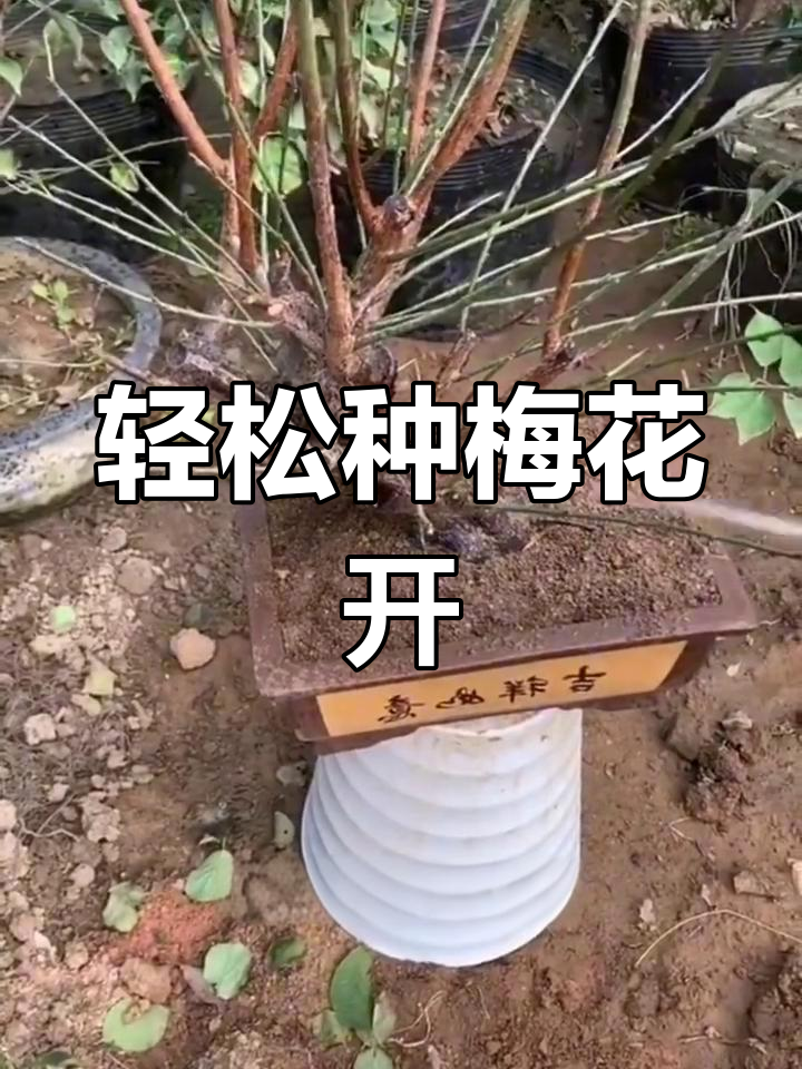 冬季室内盆栽梅花,简单养护开花香