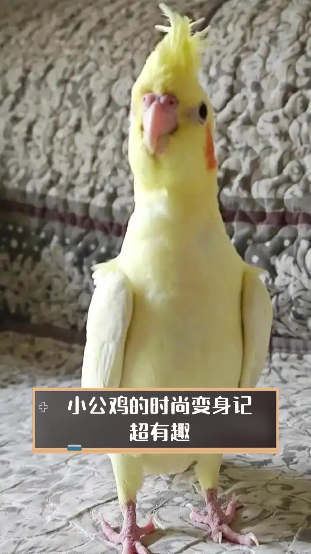 小公鸡的时尚变身记,超有趣