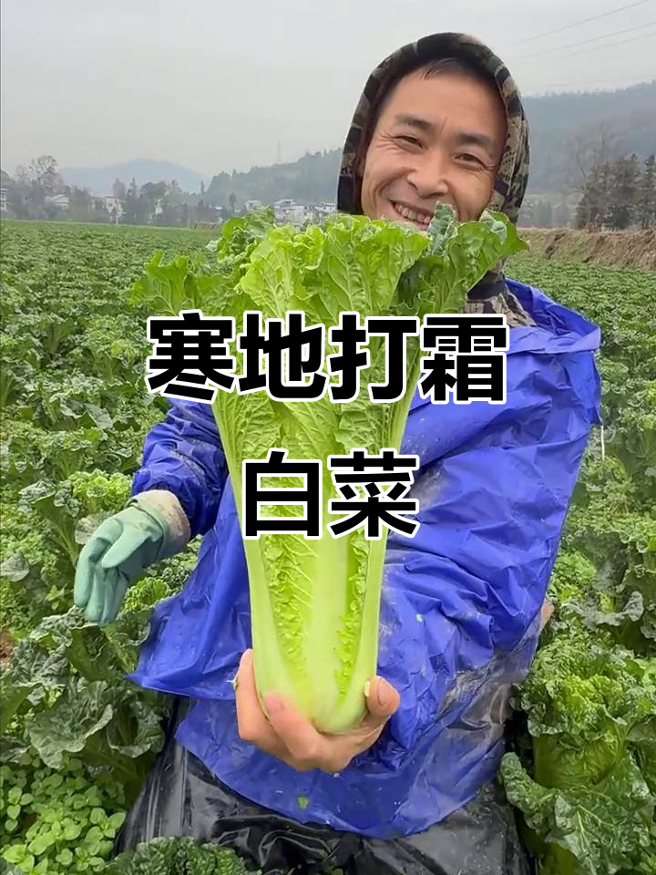打霜青口白菜,脆嫩无渣,火锅炒菜必备美味