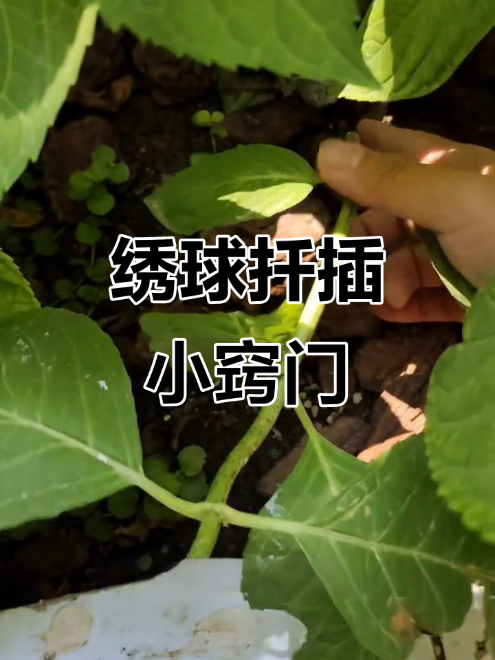 扦插绣球，轻松成活！掌握技巧让枝条快速生根