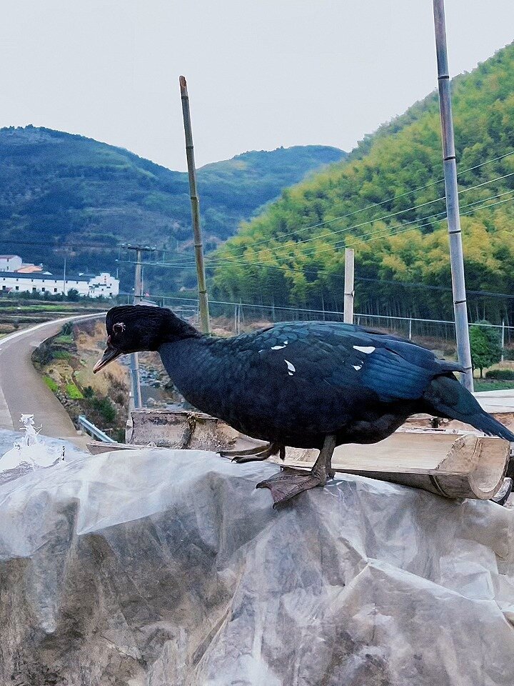 纯黑番鸭