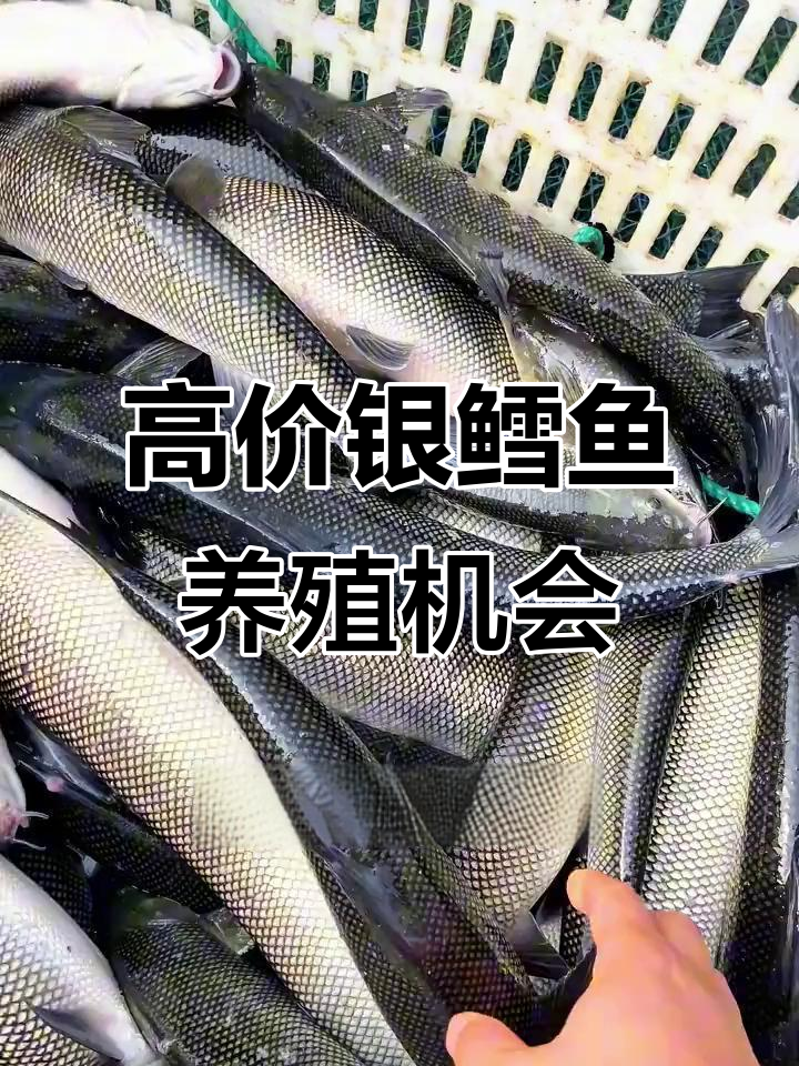 银鳕鱼养殖前景好,市场价高但风险低