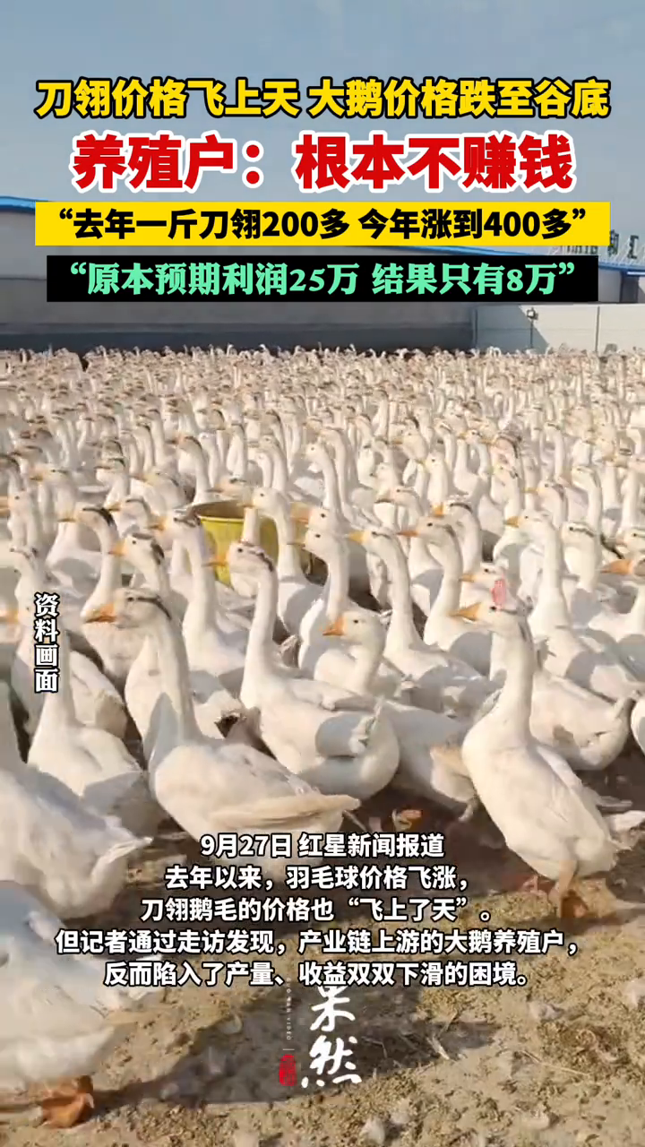 鹅毛上天,刀翎价格站上高点!大鹅价格却“跌至谷底”