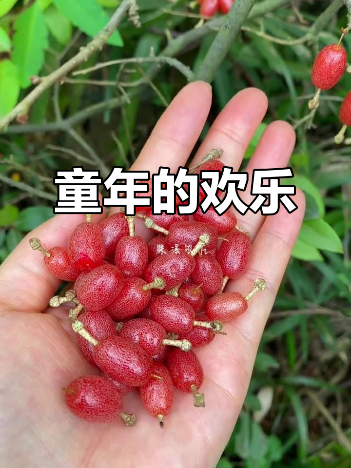 童年时光，放学后与伙伴捉鱼、摘野果，无忧无虑的日子