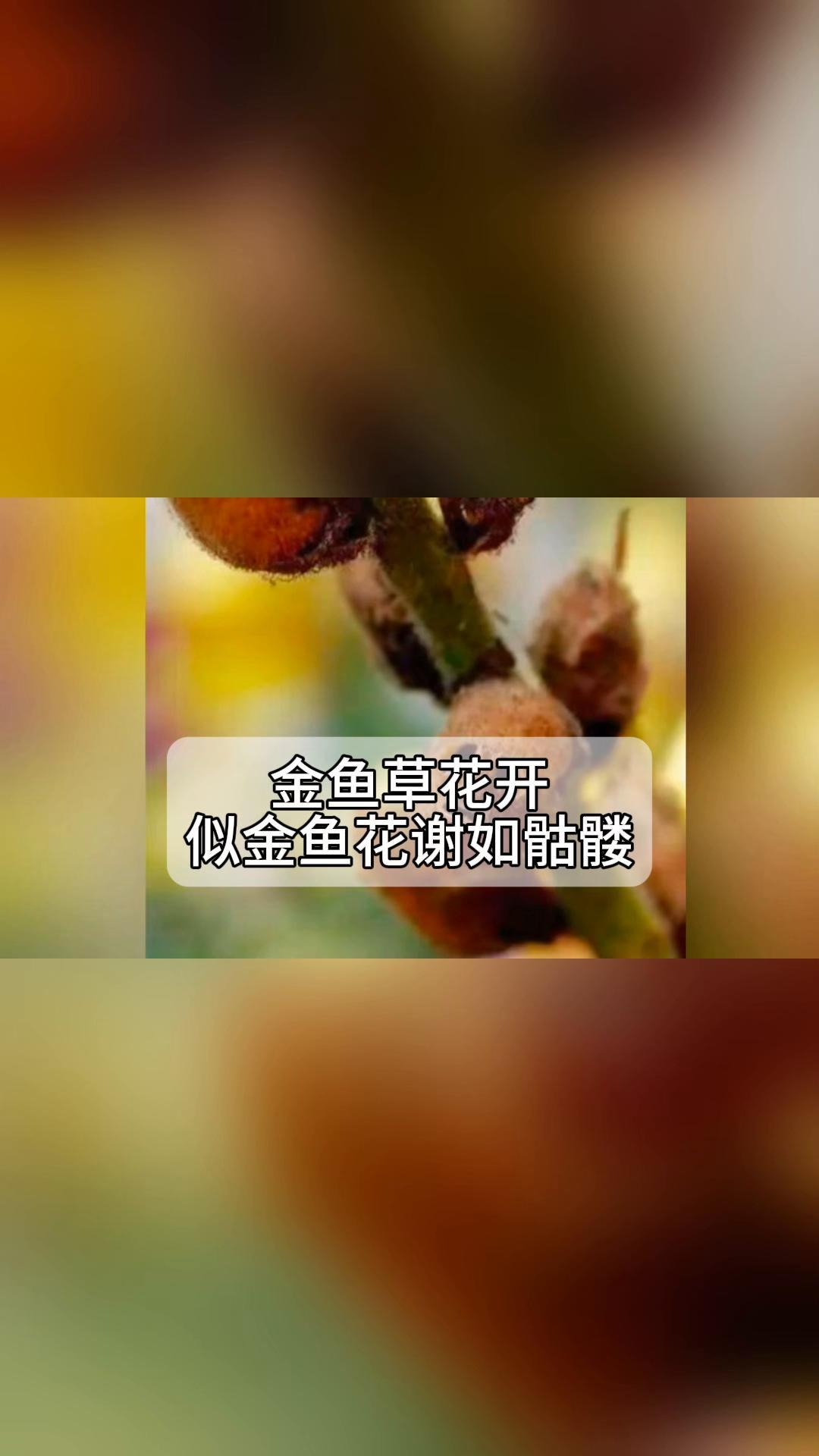 金鱼草花开,似金鱼花谢如骷髅