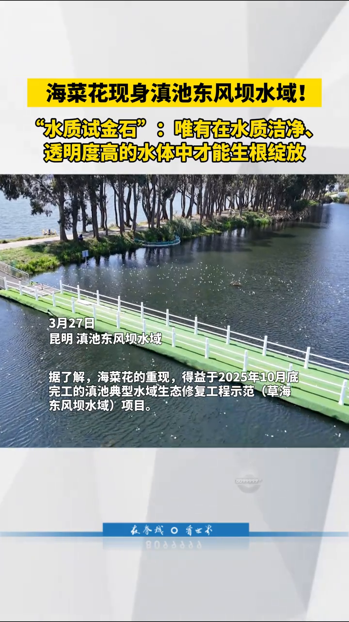 水质试金石来了！海菜花现身滇池东风坝水域
