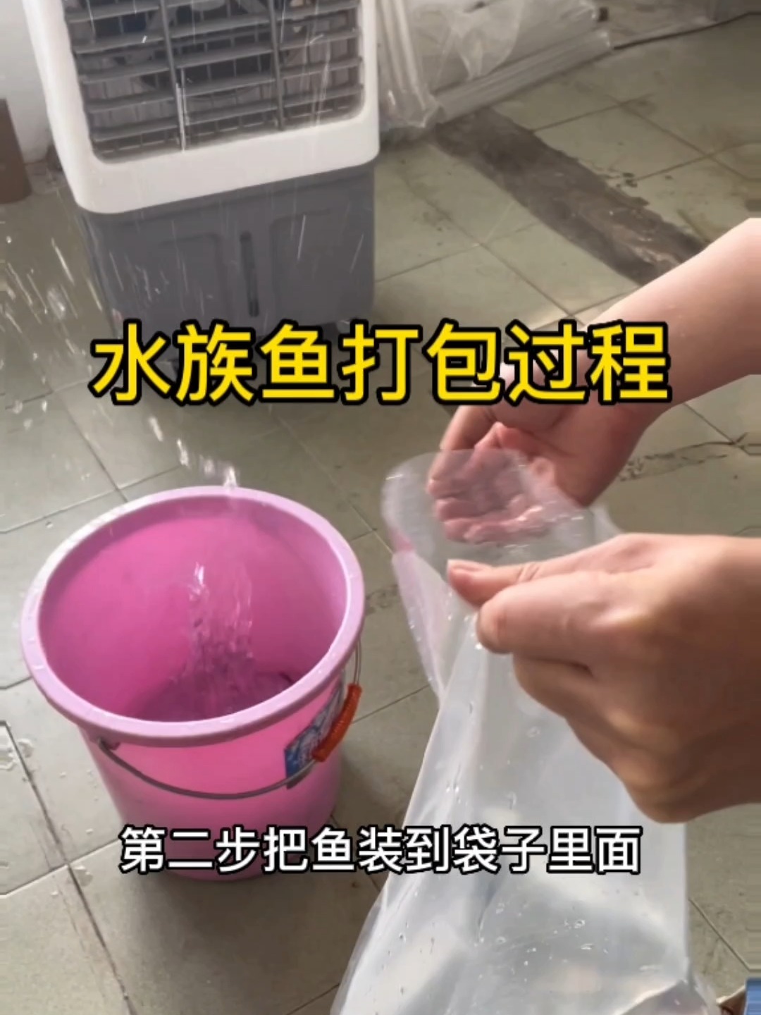 水族鱼观赏鱼流转运输打包方法!-鱼氧气袋