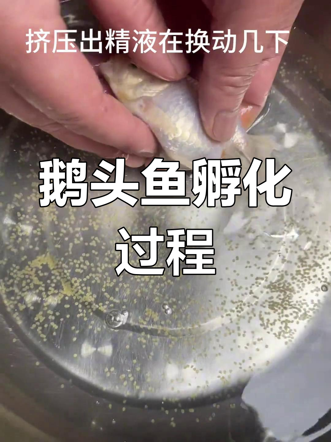 宫廷鹅头鱼孵化全过程,细节揭秘