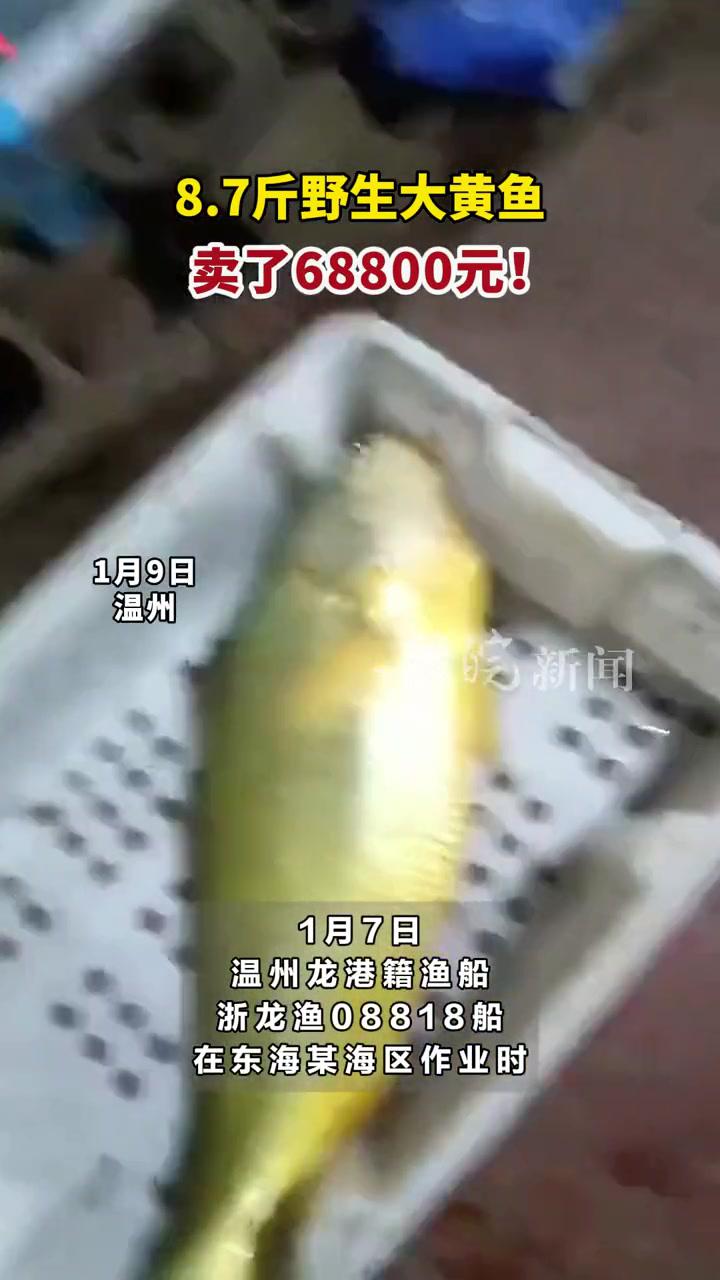 8.7斤野生大黄鱼卖了68800元!