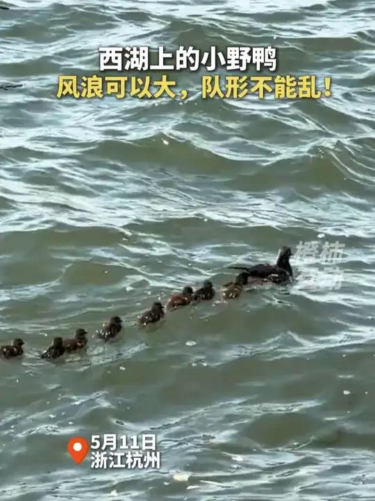 西湖上的小野鸭,风浪可以大,队形不能乱!