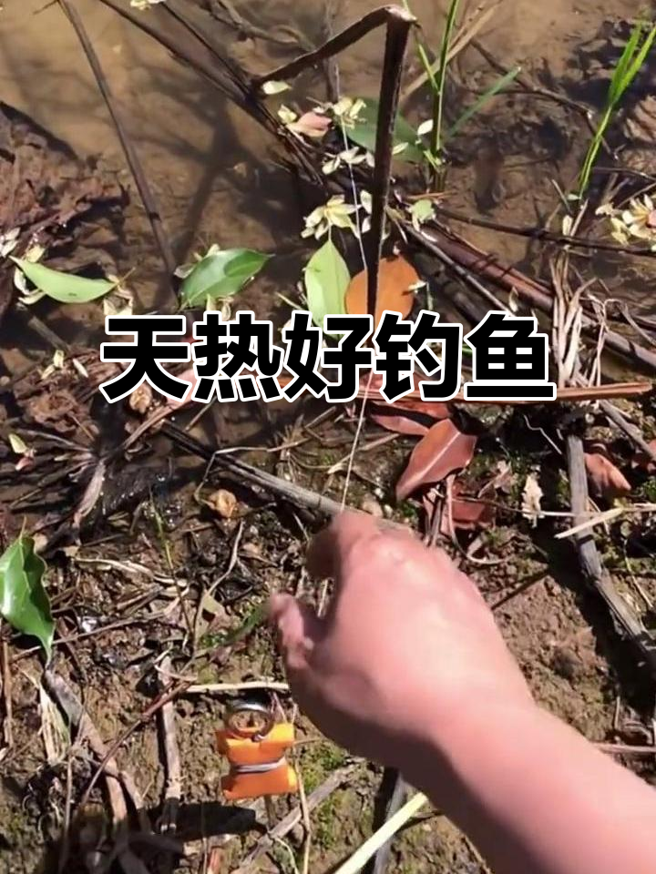 夏日甲鱼钩子大作战,钓到惊喜连连