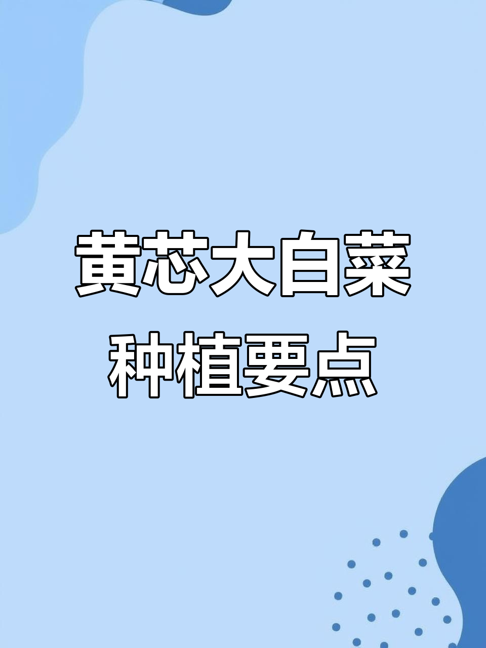 3月春季黄芯大白菜定植技巧:温度品种选择