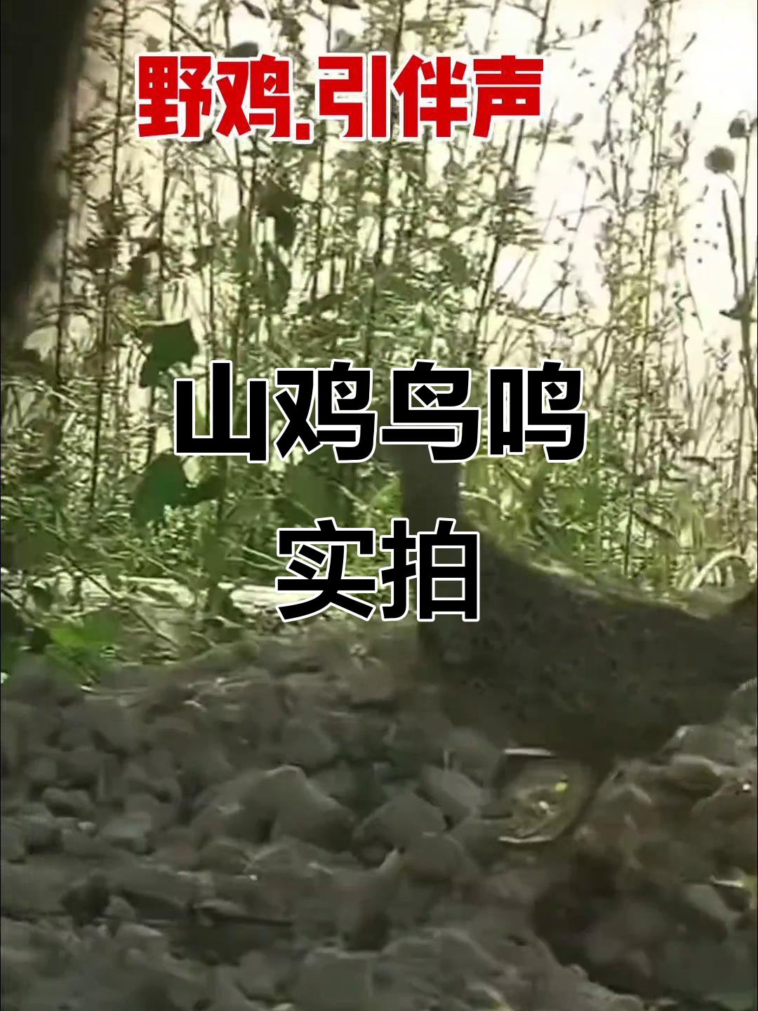 野鸡山鸡大集合,真实户外鸟类叫声合集