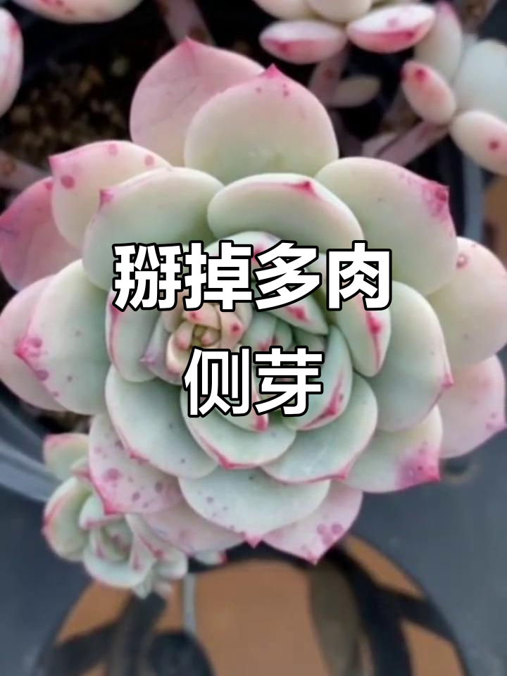 多肉侧芽长太多？学会这些技巧，让主头更强大