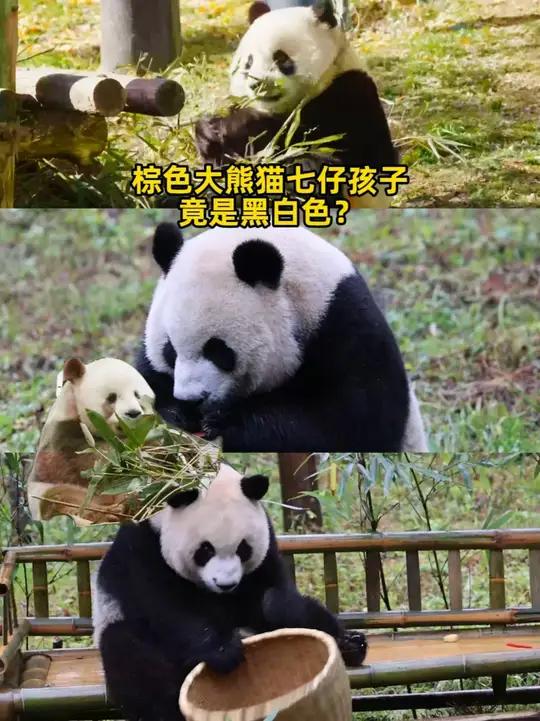 “巧克力熊猫”七仔的孩子,居然是经典的黑白配色?戳戳下方视频,一起了解熊猫七仔的毛色之谜~