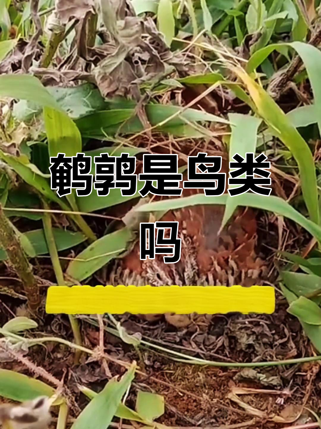 鹌鹑到底是鸡还是鸟?揭秘它们的生长与迁徙习性