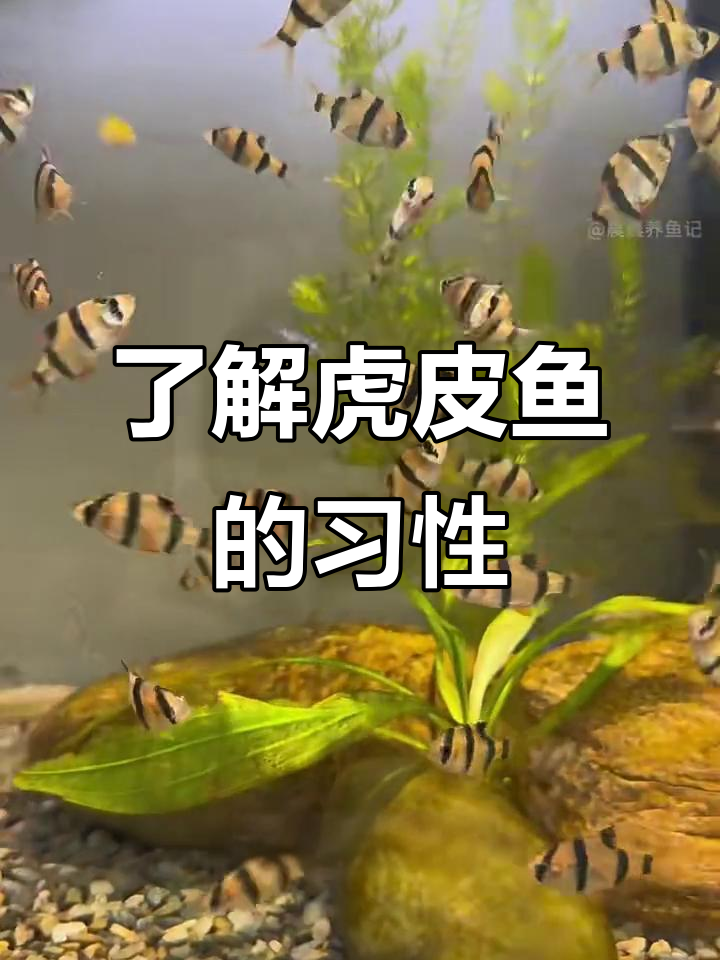 虎皮鱼：活泼好动，群游小坏蛋！