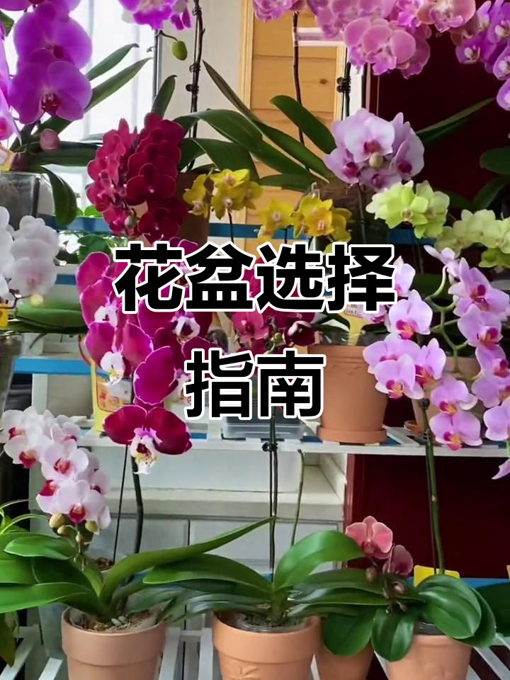 如何挑选花盆?陶瓷、红陶与树脂的选择技巧