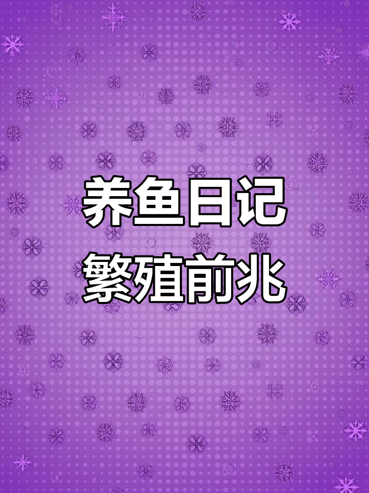 蓝曼龙肚子鼓胀，可能是要产卵了！