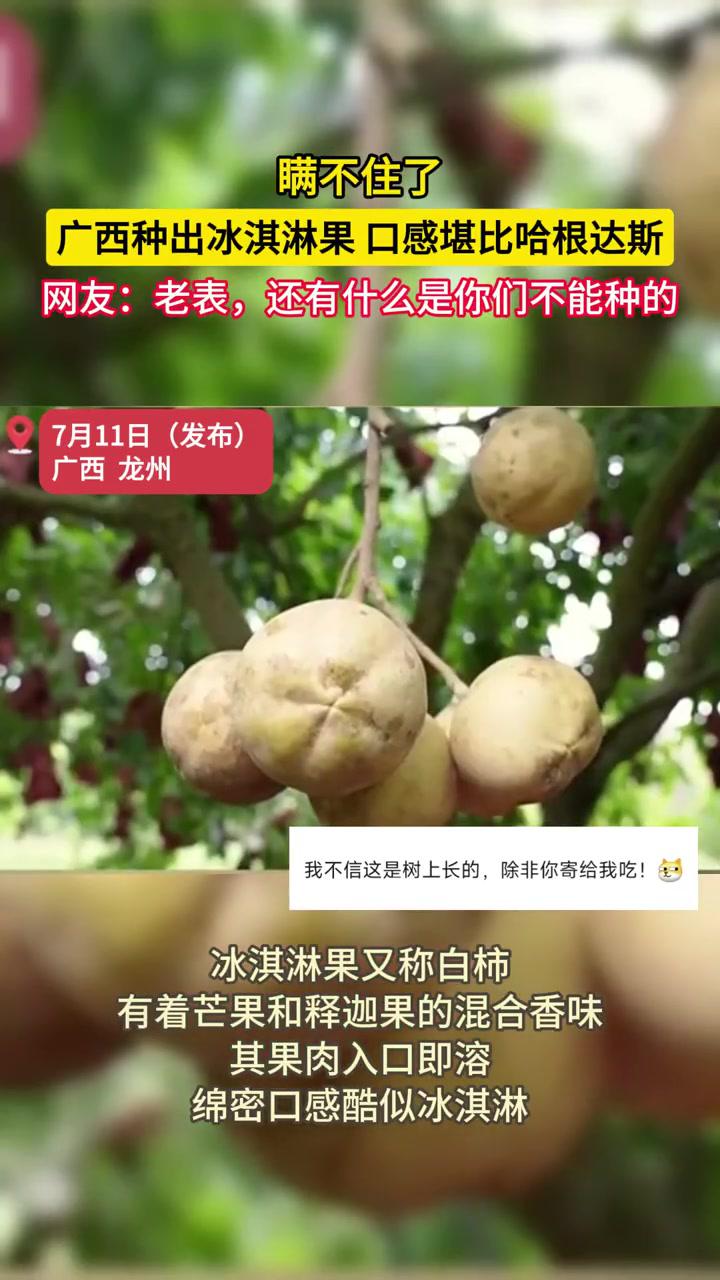 瞒不住了!广西种出冰淇淋果,口感堪比哈根达斯!网友:老表,还有什么是你们不能种的 广西 水