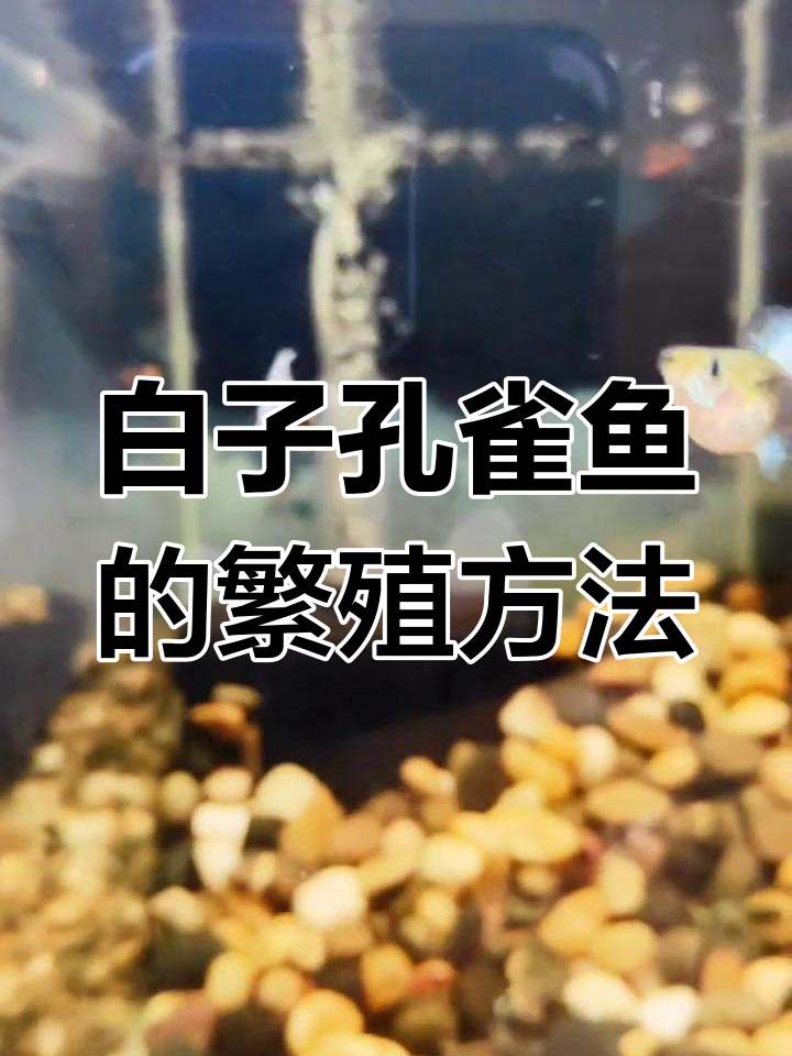 如何通过交配得到白子孔雀鱼