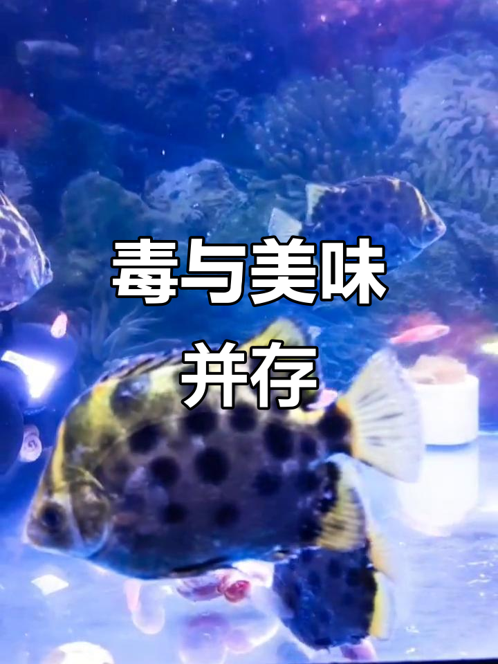 金鼓鱼毒性强烈,肉质鲜美却令人望而却步