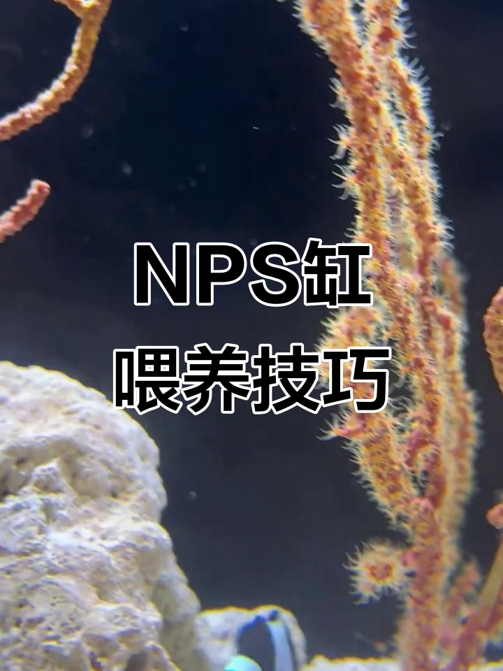 喂食不够,小丑鱼饿得慌!NPS缸管理大揭秘
