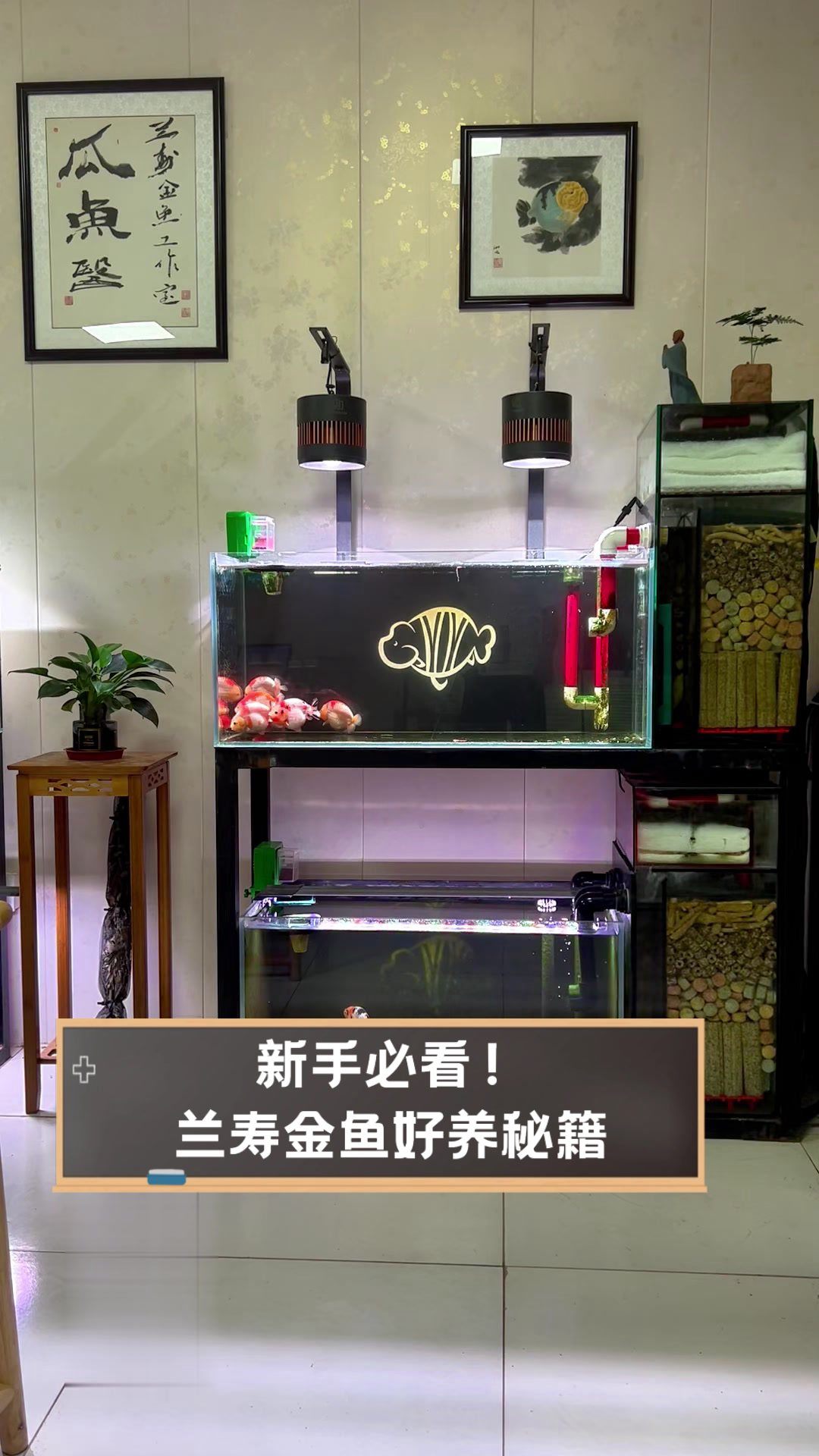 新手必看!兰寿金鱼好养秘籍