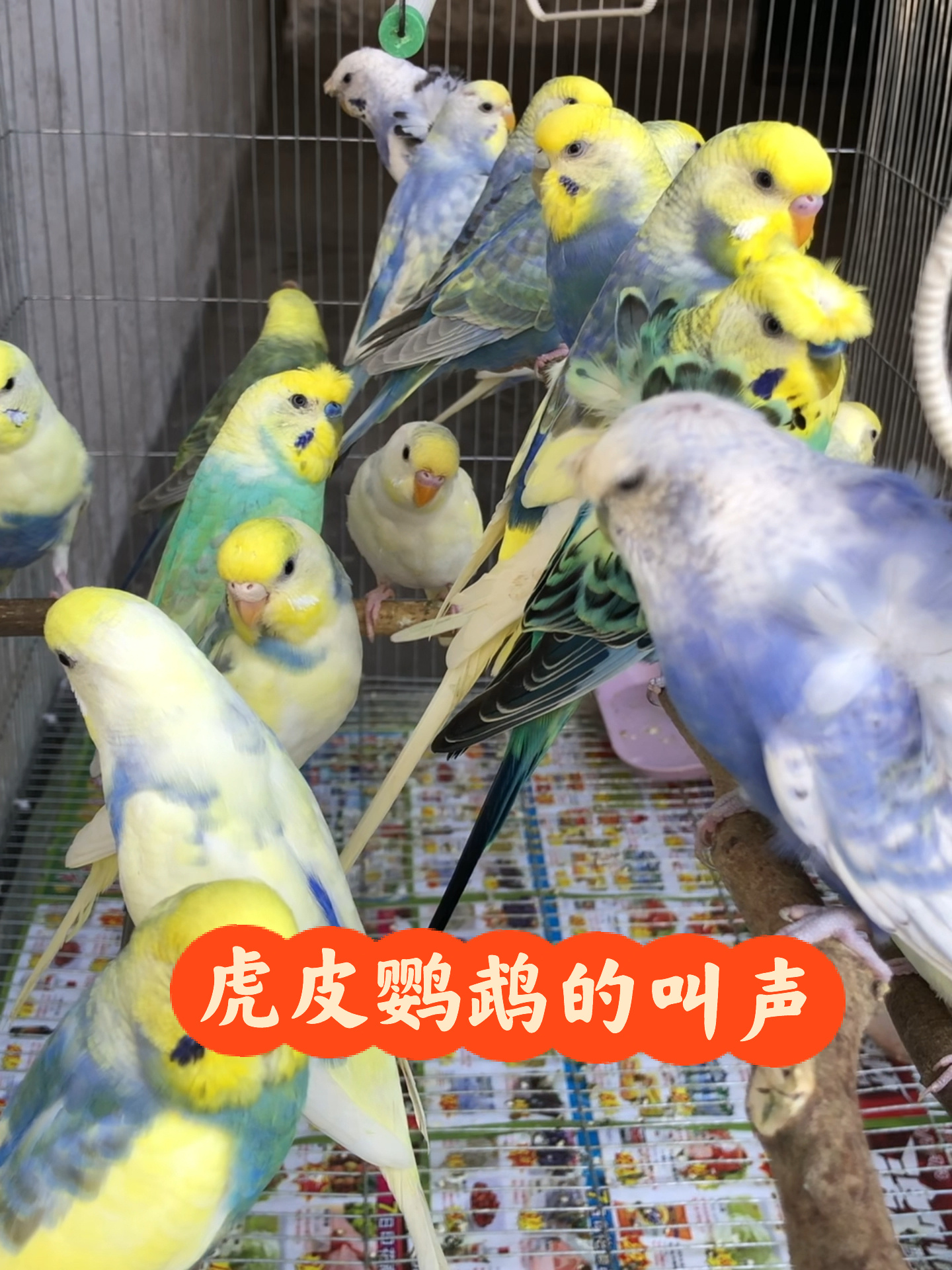 虎皮鹦鹉的叫声