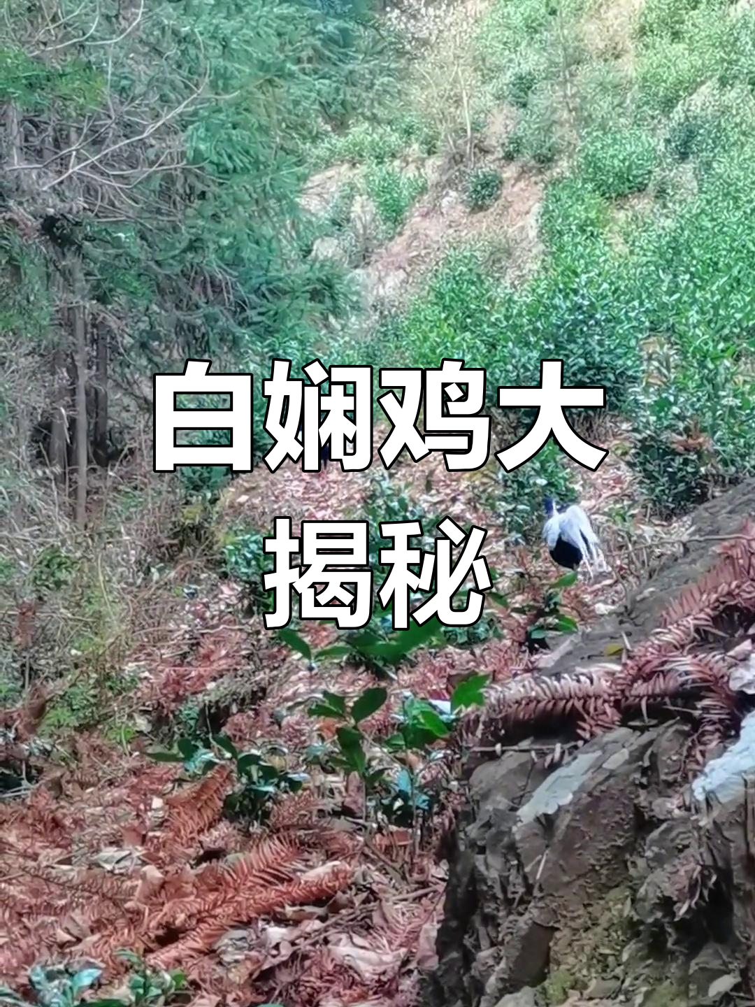 深山仙鸟现身,白娴鸡惊艳登场