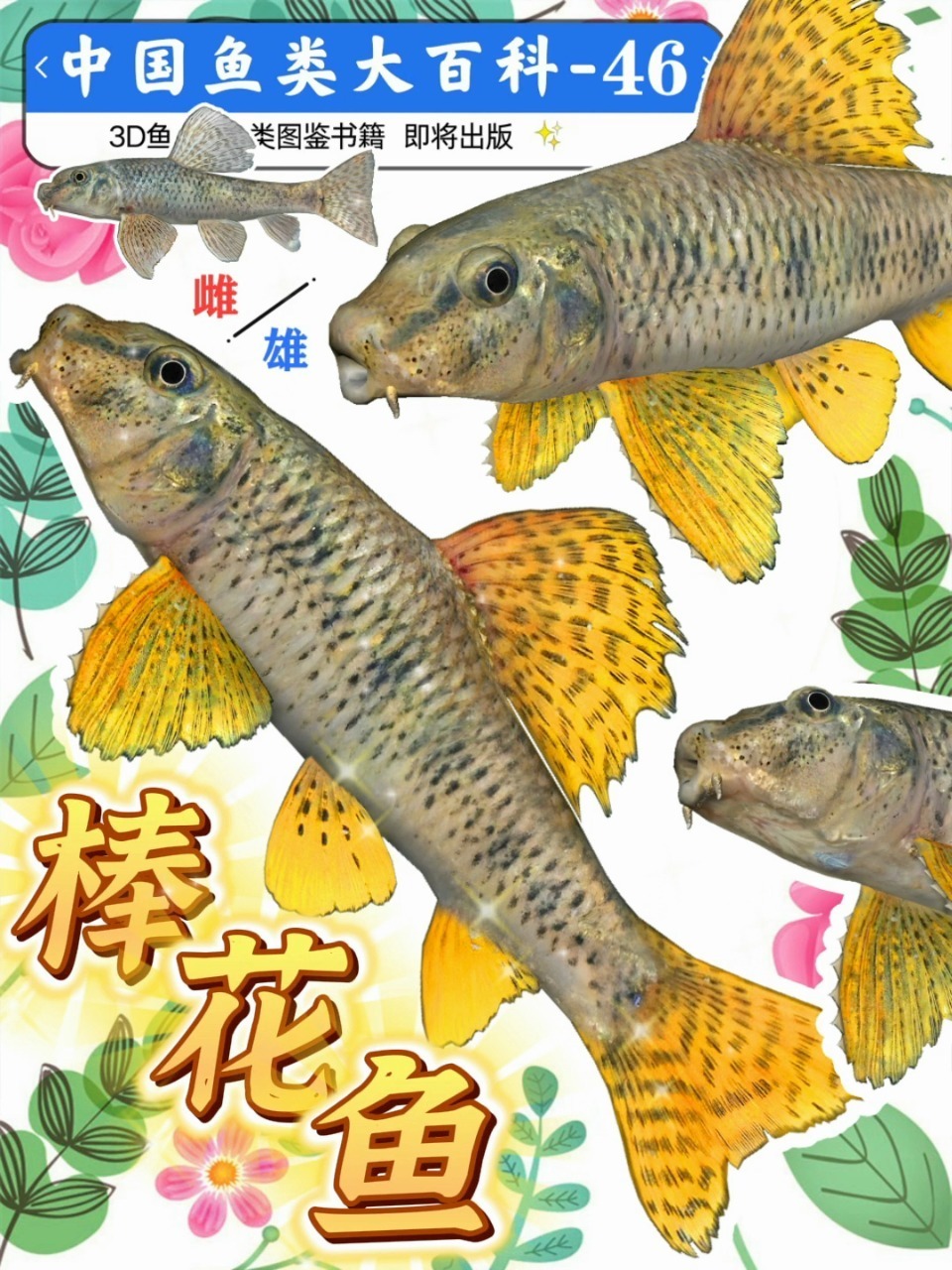 棒花鱼~大头船钉子~野外钓鱼小动物